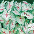 Coleus Seeds Pack - 25+ Green White Red Varieties for Garden Planting - Plectranthus scutellarioides
