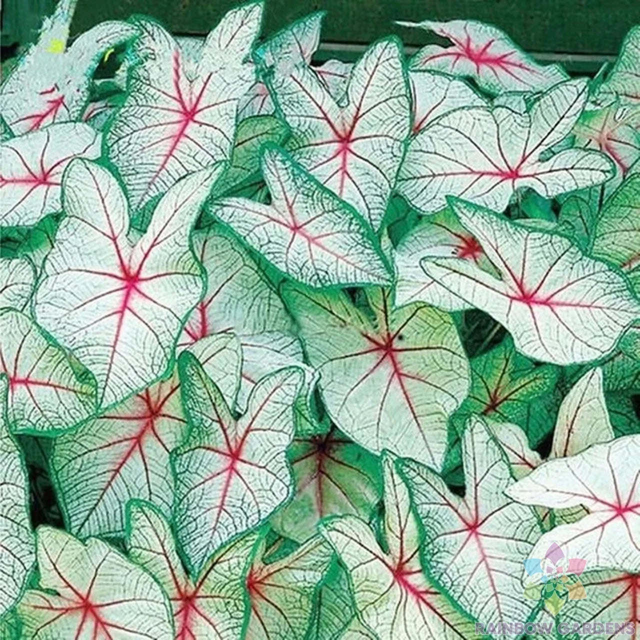 Coleus Seeds Pack - 25+ Green White Red Varieties for Garden Planting - Plectranthus scutellarioides