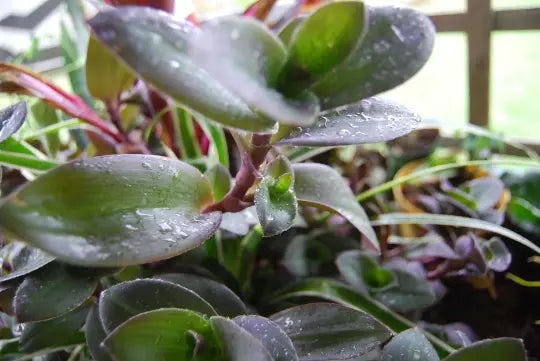Color Changing Wandering Jewel Plant Setcreasea Pallida - Indoor Fuzzy Foliage, Easy Care, Purple Houseplant