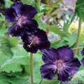 Raven Geranium Seeds - Pelargonium 'Raven' - 25+ High-Quality Seeds for Garden, Containers & Pollinator Attraction