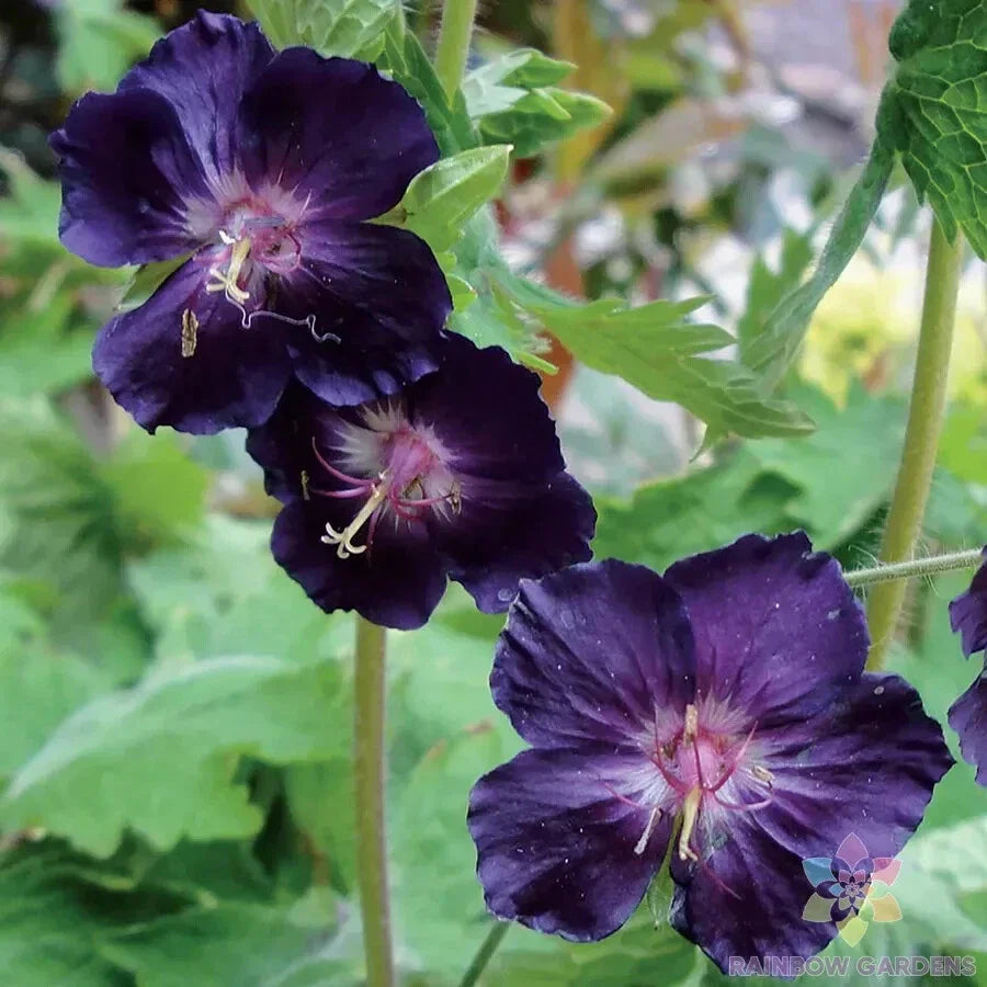Raven Geranium Seeds - Pelargonium 'Raven' - 25+ High-Quality Seeds for Garden, Containers & Pollinator Attraction