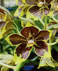 Small Rooted Orchid Plant Bulb - Bare Root Orchidaceae for Repotting