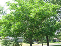 Mixed Hickory Tree Starter Plant 8-12 Inches Carya spp. Deciduous Landscape Tree