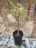 Fig Tree Plant - 1-2 Years Old Ficus Carica - Matured Indoor Outdoor Fruit Tree