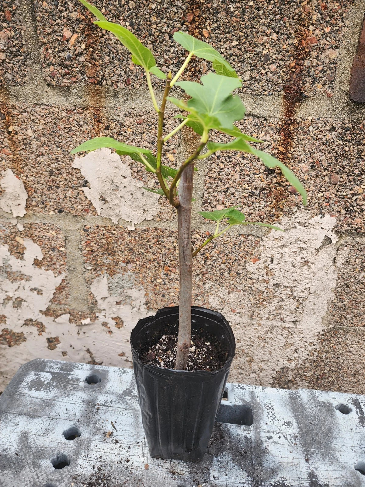 Fig Tree Plant - 1-2 Years Old Ficus Carica - Matured Indoor Outdoor Fruit Tree