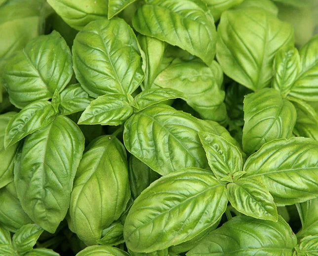 Sweet Basil Seeds Pack of 200+ | Ocimum basilicum | Culinary Herb for Indoor & Outdoor Gardens