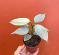 Silver Sword Philodendron Plant in 4” Pot | Live Houseplant with Air Roots | Philodendron hastatum