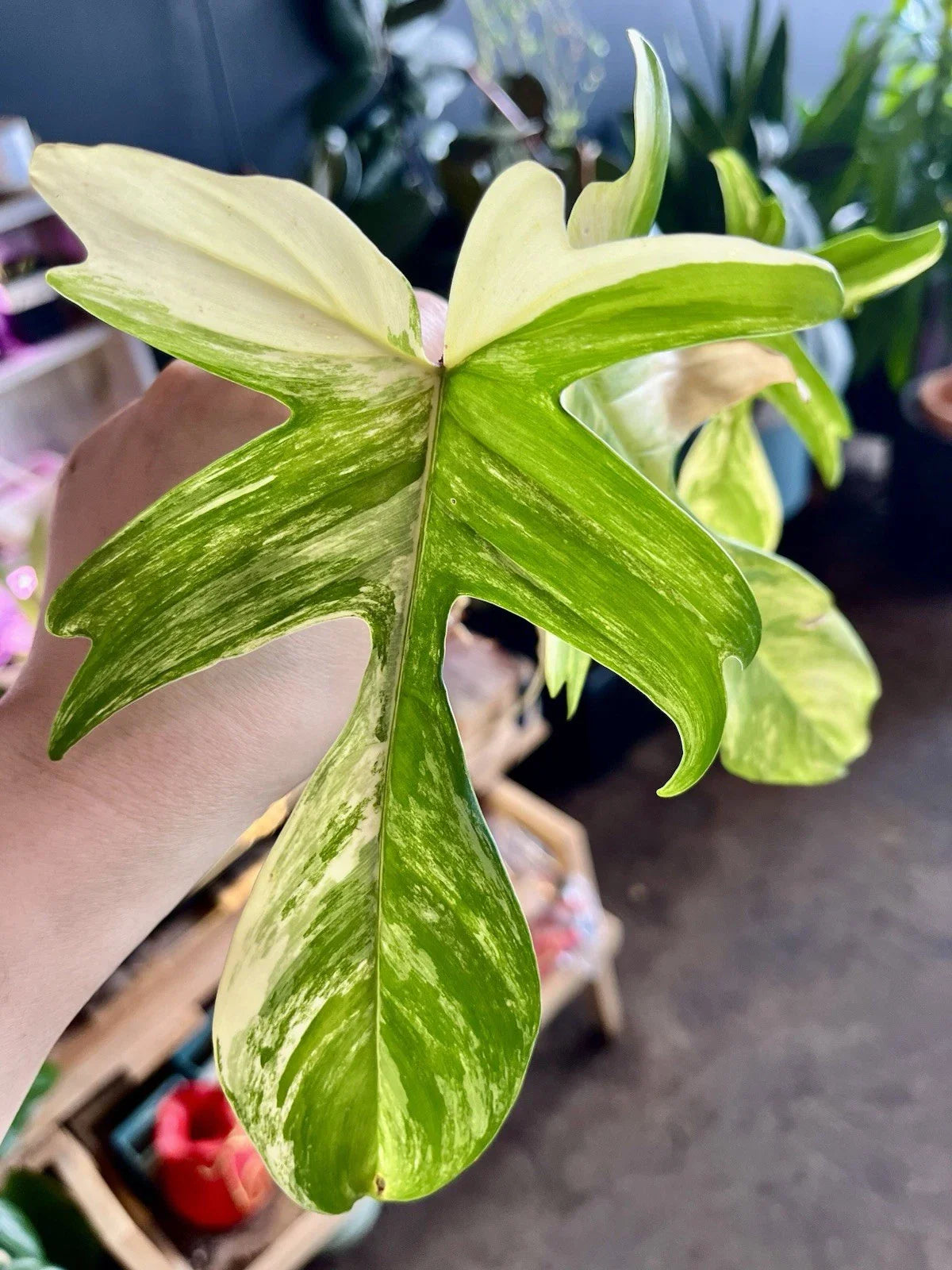 Rare Indoor Plant - Philodendron Florida Beauty Variegated Bare Root - Uplifting Home Decor, Air Purifying, Easy Care