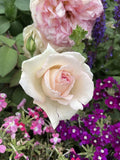 Pink Enchantment Rose Cuttings - Unrooted Fresh 6-Inch Rosa 'Pink Enchantment' for Propagation and Gardening