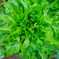 Royal Oakleaf Lettuce Seeds – Non-GMO Heirloom, Loose-Leaf, Lactuca sativa, 500+ Seeds for Garden Planting