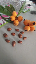 Loquat Tree Plants 10-13" Organic Eriobotrya japonica Edible Fruit & Tea Leaves