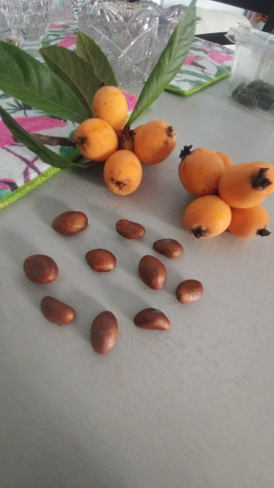 Loquat Tree Plants 10-13" Organic Eriobotrya japonica Edible Fruit & Tea Leaves