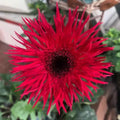 Red Gerbera Spider Daisy Seeds - Gerbera jamesonii, Vibrant Red Flowers, Easy to Grow, Garden Planting, Non-GMO, USA Grown
