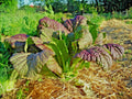 Red Giant Mustard Seeds – Organic Heirloom Brassica juncea for Container Gardens, Leafy Greens, Non-GMO Seed Packet