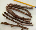Fig Tree Cuttings 3 Pack - Malta Black, Sweet Delicious Ficus carica, Cold Hardy Zone 6-11