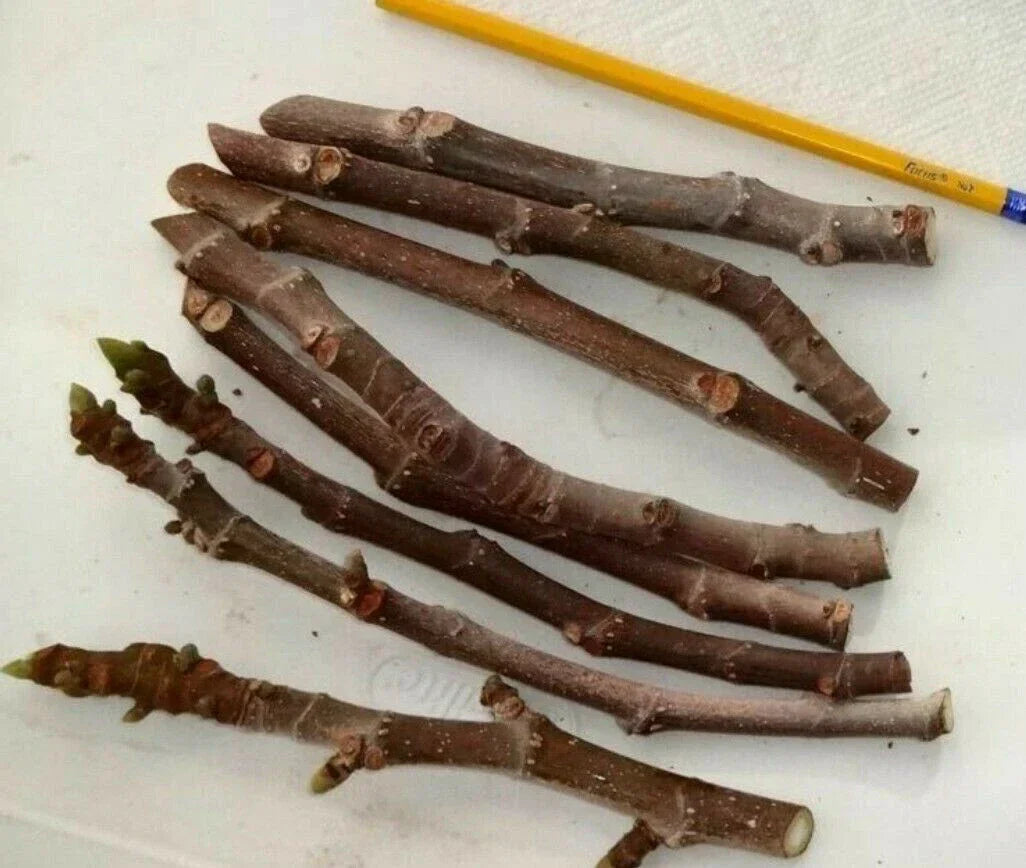 Fig Tree Cuttings 3 Pack - Malta Black, Sweet Delicious Ficus carica, Cold Hardy Zone 6-11