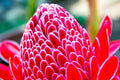 Red Torch Ginger Seeds - 10 Seeds - Etlingera elatior - Tropical Exotic Flowering Plant for Gardens