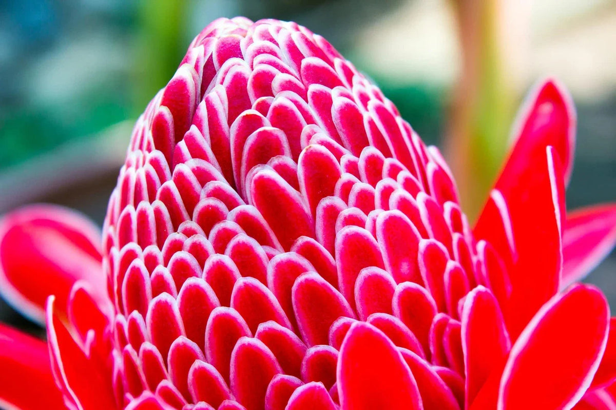 Red Torch Ginger Seeds - 10 Seeds - Etlingera elatior - Tropical Exotic Flowering Plant for Gardens