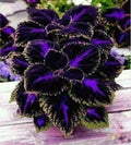 Black Purple Coleus Seeds - 25+ Non-GMO Garden Planting Variety - Solenostemon scutellarioides
