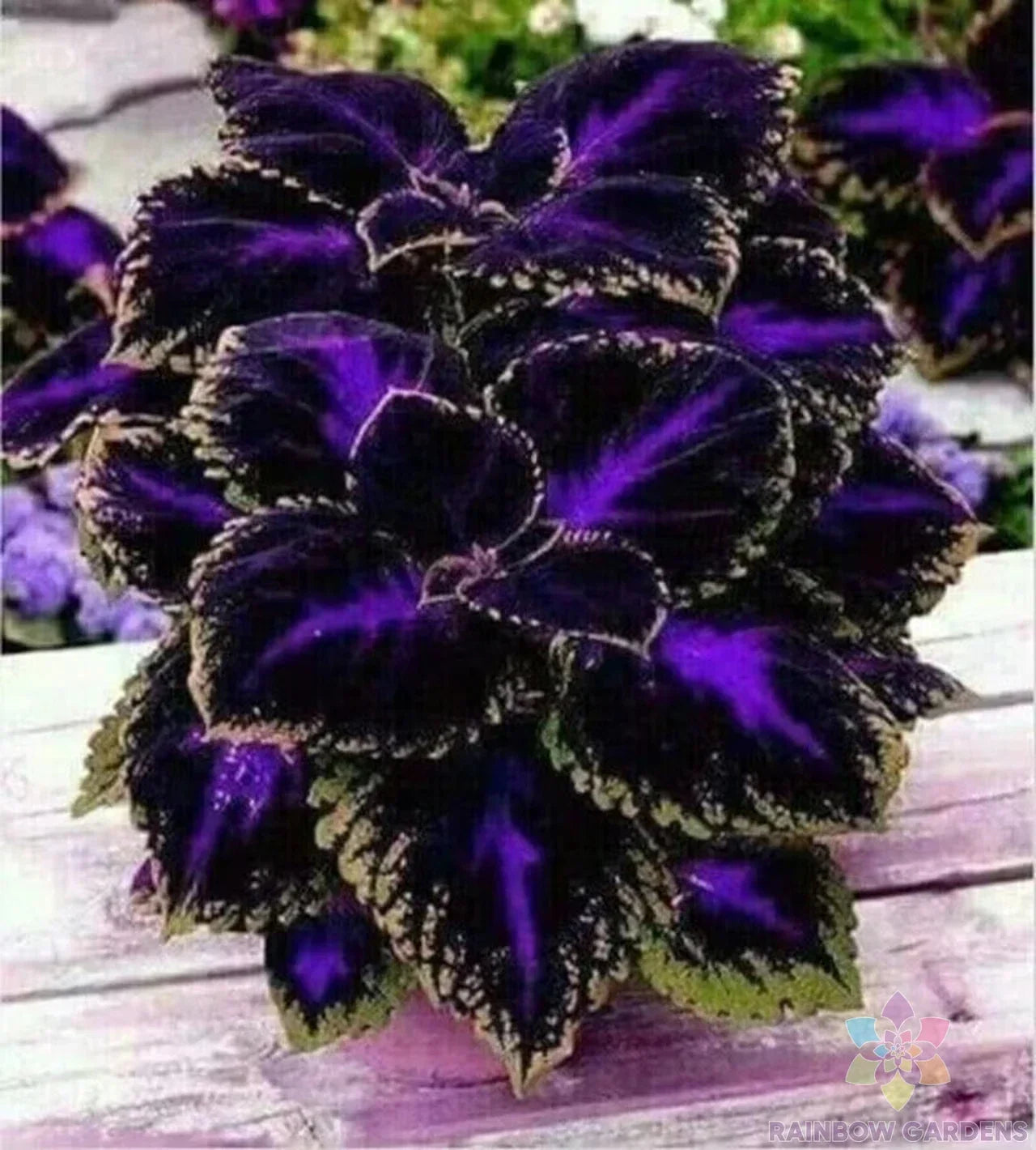 Black Purple Coleus Seeds - 25+ Non-GMO Garden Planting Variety - Solenostemon scutellarioides