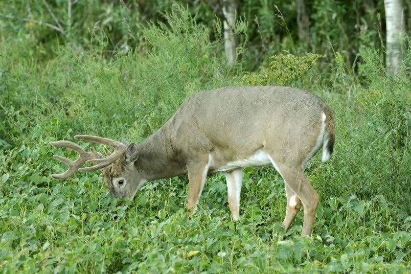 Deer Food Plots Seeds - Peas and Oats Cover Crop for Wildlife Habitat, Fast Growing, Spring Planting, Pisum sativum & Avena sativa
