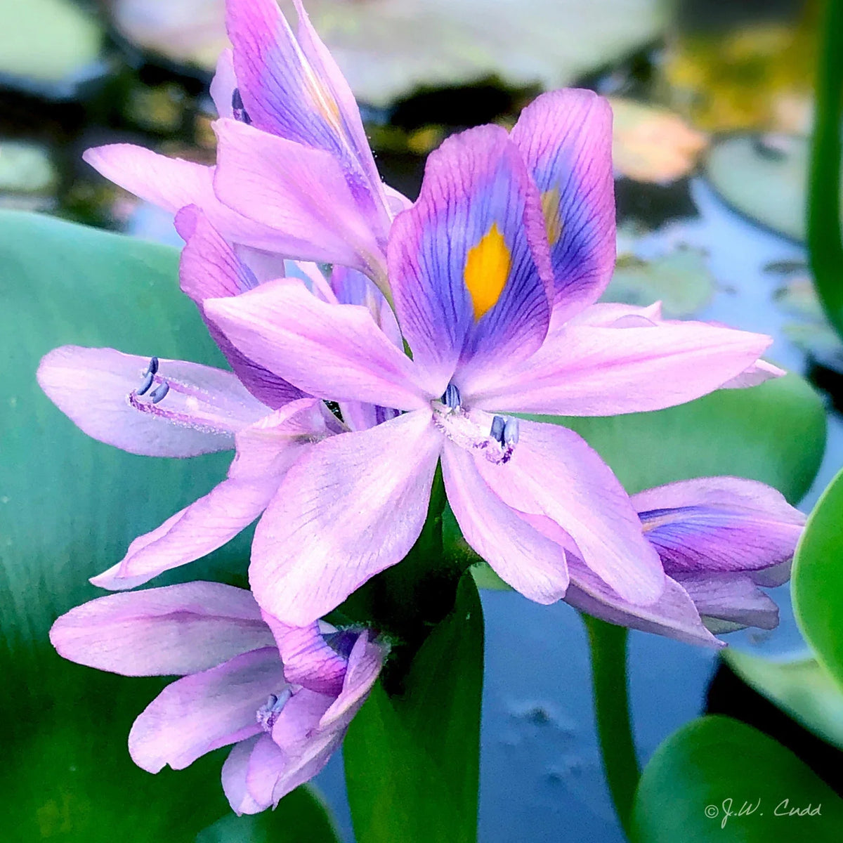 Water Hyacinths Aquatic Plant Tubers - Live Purple Rhizome Eichhornia crassipes 6 Pack