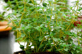 German Thyme Seeds – Perennial Herb, Thymus vulgaris, 320 Seeds, Non-GMO, Easy to Grow, Culinary & Pollinator Friendly