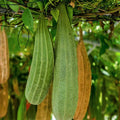Buab Khom Angled Luffa Gourd Seeds – Organic Ridged Gourd, Bitter Gourd, Luffa acutangula, Climbing Vine, Pack of 20 Seeds