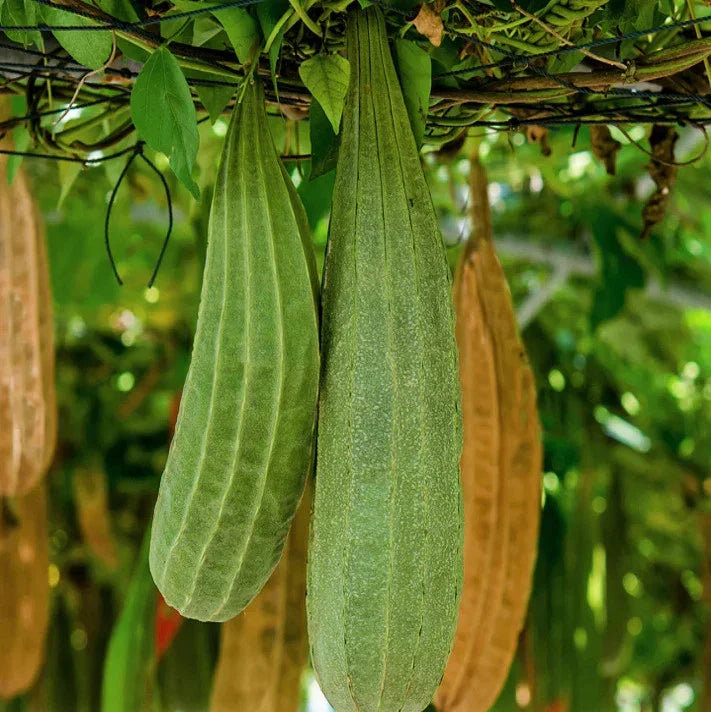 Buab Khom Angled Luffa Gourd Seeds – Organic Ridged Gourd, Bitter Gourd, Luffa acutangula, Climbing Vine, Pack of 20 Seeds