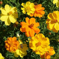 Sulphur Cosmos Seeds - 200+ Pack, Vibrant Yellow & Orange Flowers, Cosmos sulphureus, Garden Planting, Easy to Grow