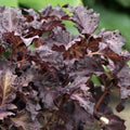Purple Ruffles Basil Seeds - Non-GMO Herb Garden Seeds for Culinary Use - Ocimum basilicum