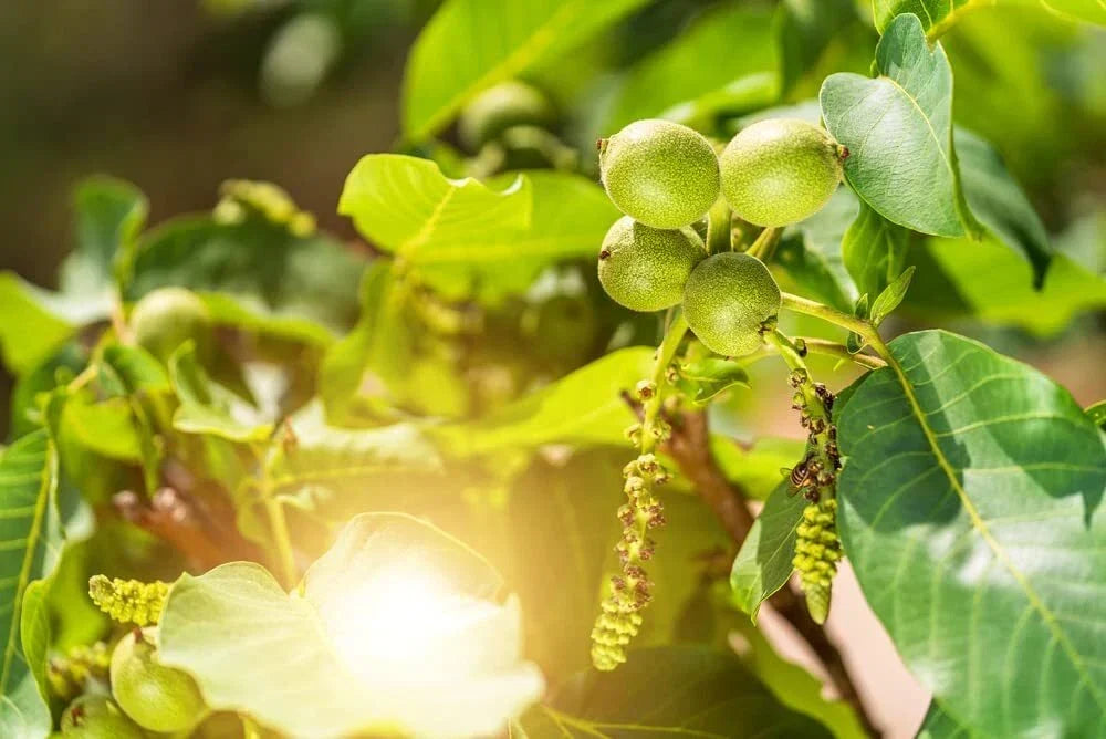 Dwarf Walnut Tree Seeds - Juglans regia 'Dwarf' - Compact Growth for Small Gardens