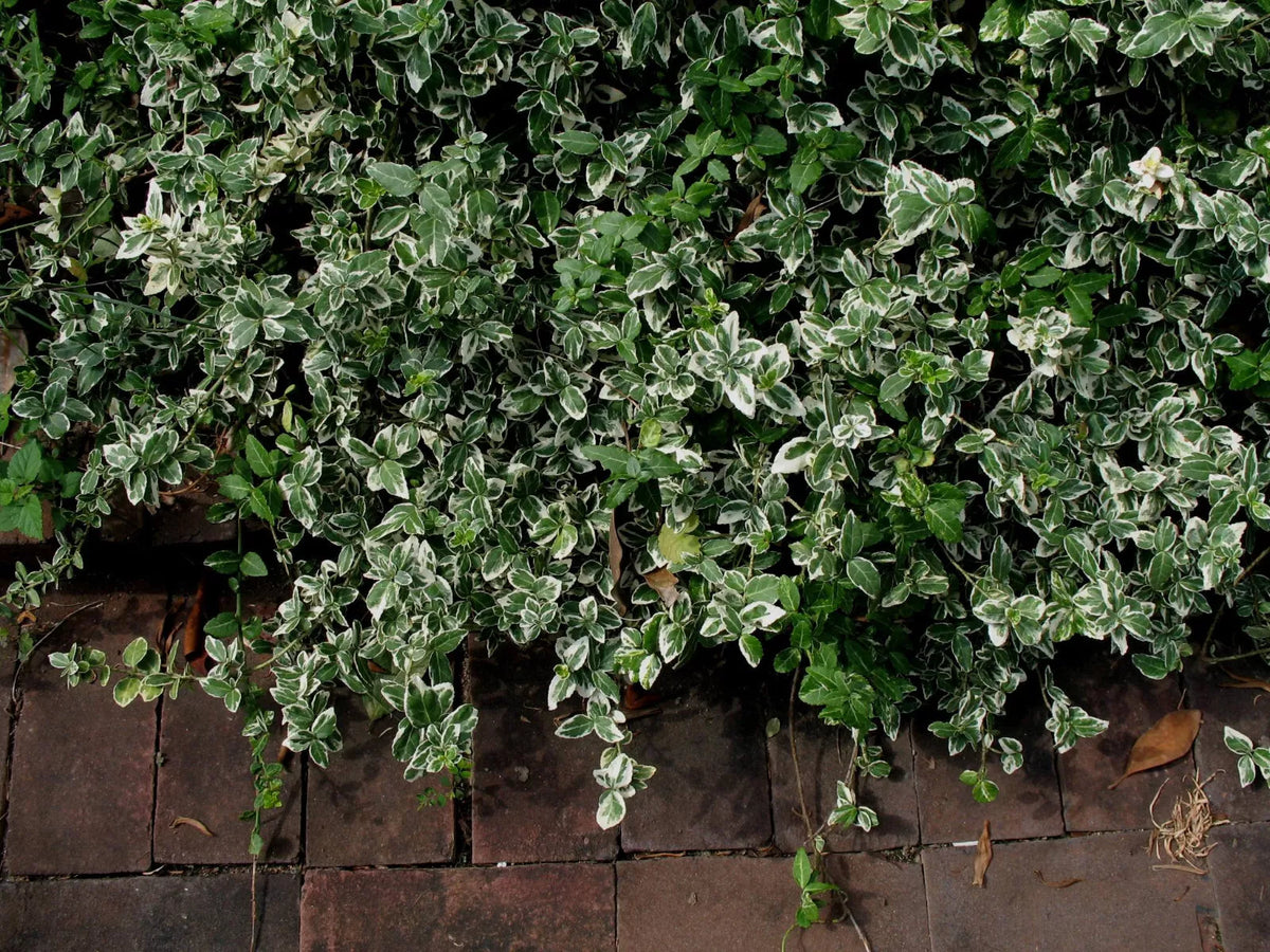 Variegated Wintercreeper Euonymus Fortunei 'Variegatus' Ground Cover Plants Set of 6 Starter Perennials