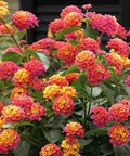 Pink Orange Verbena Seeds - Perennial Wildflower for Borders & Pollinator Gardens - Verbena bonariensis