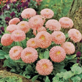 Peach English Daisy Seeds - Bellis perennis, 200+ Seeds for Garden, Annual, Compact 6-12 inches, Full Sun to Partial Shade