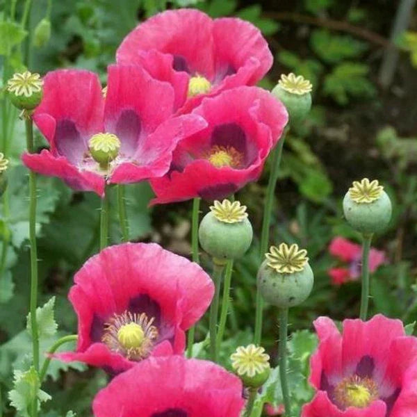 Culinary Poppy Seeds 1000 Non-GMO Pink Purple PEPPERBOX Papaver somniferum for Cooking & Gardening