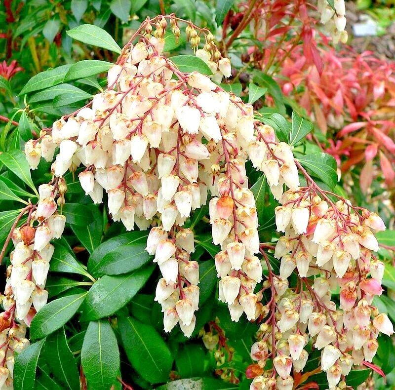 Unrooted Pieris Japonica Cuttings – 5 Fresh Japanese Andromeda Bush Propagation Clippings