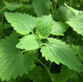 Catnip Seeds 400+ Non-GMO Nepeta cataria Herb for Cats, Indoor & Outdoor Garden Plant