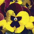 Pansy Seeds 50 Count - Character Red Wing Viola tricolor - Vibrant Red and Yellow Flowers for Garden Beds & Containers