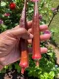 Red Burgundy Okra Seeds – 500+ Non-GMO Heirloom Organic Seeds – Abelmoschus esculentus, Edible Red Pods, Easy to Grow Vegetable