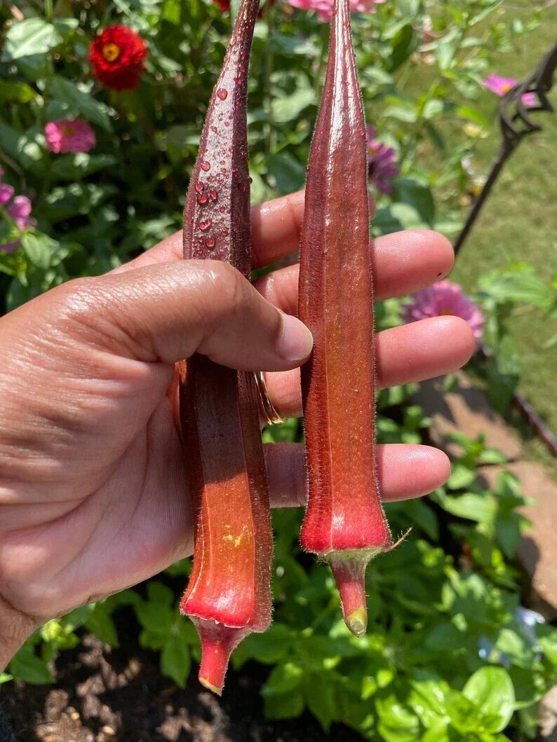 Red Burgundy Okra Seeds – 500+ Non-GMO Heirloom Organic Seeds – Abelmoschus esculentus, Edible Red Pods, Easy to Grow Vegetable