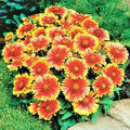 Blanket Flower Seeds - Perennial Gaillardia aristata Wildflower for Drought Tolerance - Native Pollinator Attracting Seeds