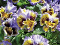 Pansy Seeds 50 Pack | Frizzle Sizzle Yellow Blue Swirl | Viola tricolor var. hortensis Flower Seeds for Garden Beds & Containers