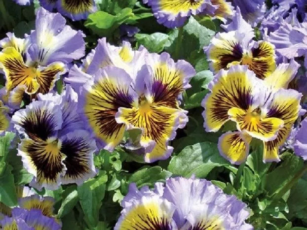 Pansy Seeds 50 Pack | Frizzle Sizzle Yellow Blue Swirl | Viola tricolor var. hortensis Flower Seeds for Garden Beds & Containers