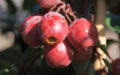 Red Obelisk Crabapple Seeds - 25+ Malus x 'Red Obelisk' Ornamental Tree Seeds for Garden Landscape