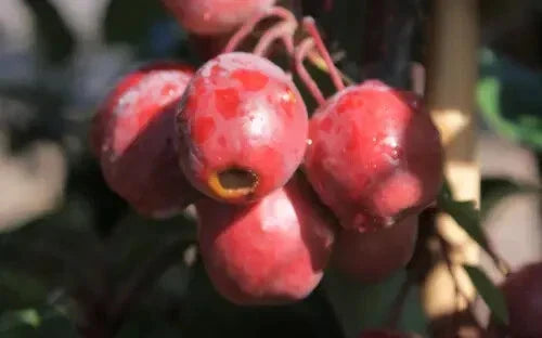 Red Obelisk Crabapple Seeds - 25+ Malus x 'Red Obelisk' Ornamental Tree Seeds for Garden Landscape
