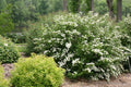 White Wedding Cake Spirea Cuttings Set of 10, Unrooted 6-8 Inches, Spiraea x vanhouttei for Landscaping & Gardens