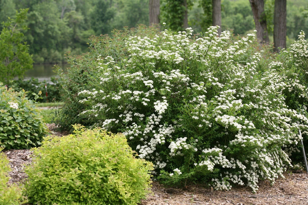 White Wedding Cake Spirea Cuttings Set of 10, Unrooted 6-8 Inches, Spiraea x vanhouttei for Landscaping & Gardens