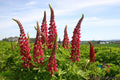 Russell Red Lupine Seeds – 25+ Pack, Vibrant Red Flowers, Lupinus polyphyllus, Garden Planting, Attracts Pollinators, USA Grown