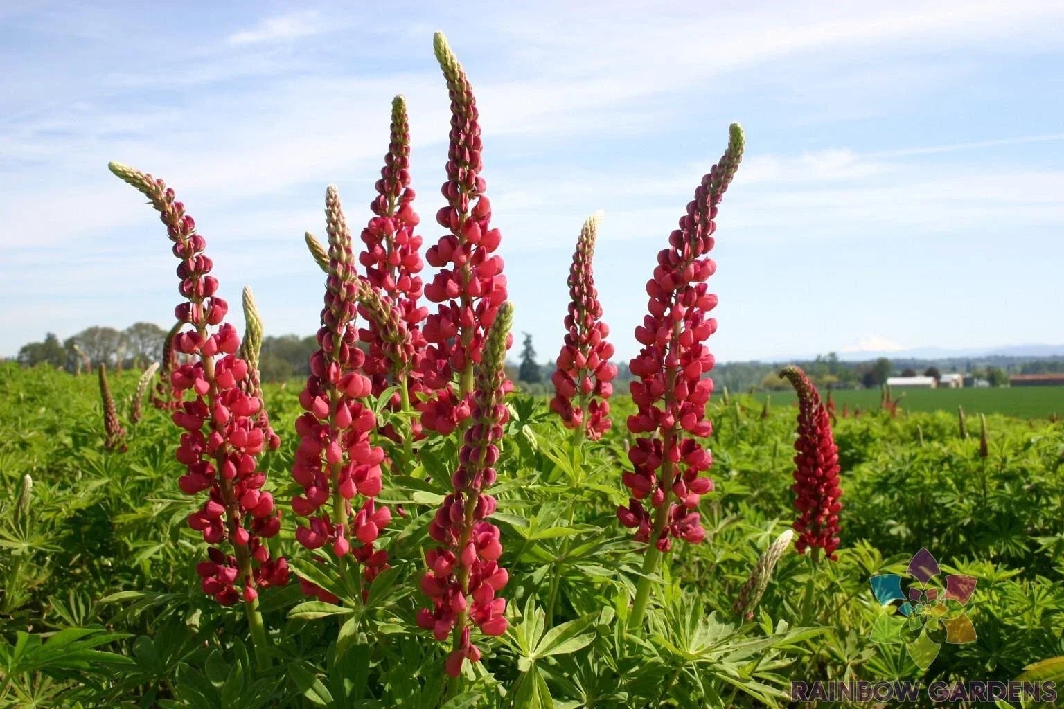Russell Red Lupine Seeds – 25+ Pack, Vibrant Red Flowers, Lupinus polyphyllus, Garden Planting, Attracts Pollinators, USA Grown